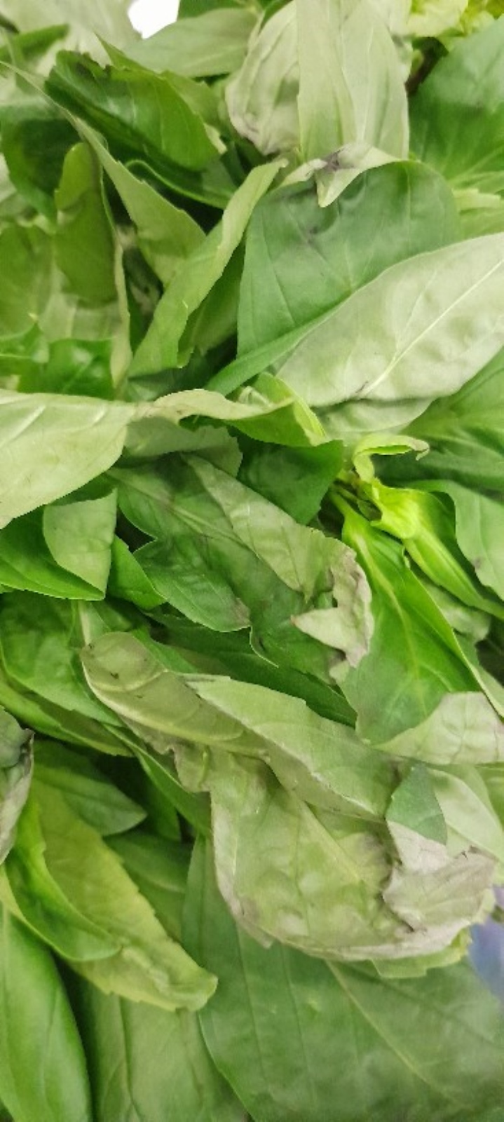 Shared report Greenfresh Fresh Handling